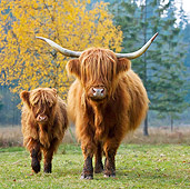 COW 02 KH0125 01
Highland Cow Mother And Calf Walking In Meadow By Birch Trees In Autumn