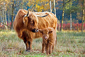 COW 02 KH0126 01
Highland Cow Mother And Calf Standing In Meadow By Birch Trees In Autumn