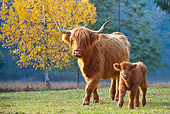 COW 02 KH0127 01
Highland Cow Mother And Calf Walking In Meadow By Birch Trees In Autumn