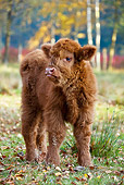 COW 02 KH0128 01
Highland Calf Standing In Meadow By Birch Trees In Autumn