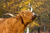 COW 02 KH0129 01
Close-Up Of Highland Cow Standing In Meadow By Birch Trees In Autumn