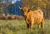 COW 02 KH0130 01
Highland Cow Grazing In Meadow By Birch Trees In Autumn