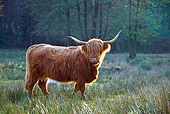 COW 02 KH0131 01
Highland Cow Grazing In Meadow By Birch Trees In Autumn Profile