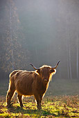 COW 02 KH0132 01
Highland Cow Grazing In Meadow By Birch Trees In Autumn Profile