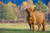 COW 02 KH0134 01
Highland Cow Grazing In Meadow By Birch Trees In Autumn