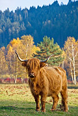 COW 02 KH0135 01
Highland Cow Grazing In Meadow By Birch Trees In Autumn