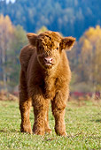 COW 02 KH0136 01
Highland Calf Standing In Meadow By Birch Trees In Autumn