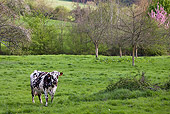 COW 02 KH0137 01
Norman Cow Standing In Grass Field France