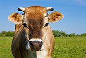 COW 02 KH0140 01
Close-Up Of Jersey Cow Standing In Meadow In Spring France
