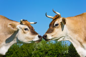 COW 02 KH0142 01
Two Jersey Cows Standing Nose To Nose In Meadow In Spring France