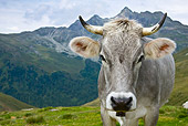 COW 02 KH0143 01
Head Shot Of Tyrol Grey Cow On Mountain Pasture