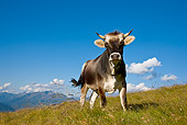 COW 02 KH0144 01
Tyrol Grey Cow Standing On Mountain Pasture Against Blue Sky