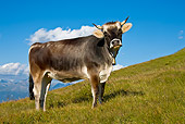 COW 02 KH0145 01
Tyrol Grey Cow Standing On Mountain Pasture Against Blue Sky