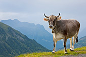 COW 02 KH0146 01
Tyrol Grey Cow Standing On Mountain Pasture