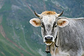 COW 02 KH0147 01
Head Shot Of Tyrol Grey Cow Standing On Mountain Pasture