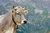 COW 02 KH0148 01
Head Shot Of Tyrol Grey Cow Standing On Mountain Pasture