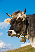 COW 02 KH0149 01
Head Shot Of Tyrol Grey Cow Standing On Mountain Pasture