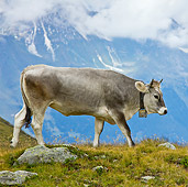 COW 02 KH0150 01
Tyrol Grey Cow Walking On Mountain Pasture
