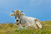 COW 02 KH0151 01
Tyrol Grey Cow Laying On Grass