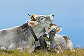 COW 02 KH0152 01
Tyrol Grey Cow Mother And Calf Nuzzling On Grass