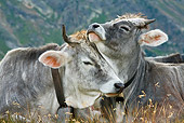 COW 02 KH0153 01
Tyrol Grey Cow Mother And Calf Nuzzling On Grass