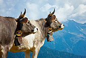 COW 02 KH0154 01
Two Tyrol Grey Cows Standing On Mountain Pasture