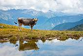 COW 02 KH0155 01
Tyrol Grey Cow Standing On Mountain Pasture Near Pond