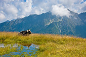 COW 02 KH0156 01
Tyrol Grey Cow Laying In Mountain Pasture Near Pond