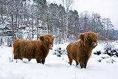 COW 02 KH0157 01
Two Highland Cattle Standing In Snow