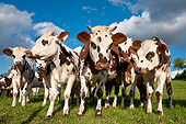 COW 02 KH0158 01
Herd Of Normandy Cattle Standing In Pasture Normandy