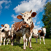 COW 02 KH0159 01
Herd Of Normandy Cattle Standing In Pasture Normandy