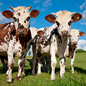 COW 02 KH0160 01
Herd Of Normandy Cattle Standing In Pasture Normandy