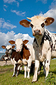 COW 02 KH0161 01
Herd Of Normandy Cattle Standing In Pasture Normandy