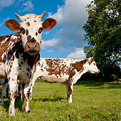 COW 02 KH0162 01
Two Normandy Cows Standing In Pasture Normandy