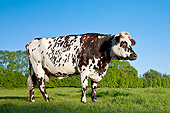 COW 02 KH0163 01
Normandy Cow Standing In Pasture Normandy