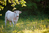 COW 02 KH0164 01
Charolais Calf Standing In Meadow Normandy