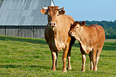 COW 02 KH0165 01
Limousin Cow And Calf Standing Near Barn Normandy
