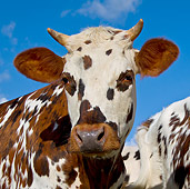COW 02 KH0166 01
Portrait Of Normandy Cow Against Blue Sky Normandy