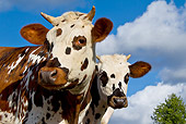 COW 02 KH0167 01
Portrait Of Two Normandy Cows Against Blue Sky Normandy