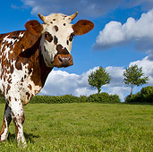 COW 02 KH0168 01
Portrait Of Normandy Cow Grazing In Pasture Normandy