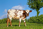 COW 02 KH0169 01
Portrait Of Normandy Cow Grazing In Pasture Normandy