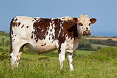 COW 02 KH0170 01
Portrait Of Normandy Cow Standing In Pasture Normandy