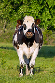 COW 02 KH0171 01
Portrait Of Normandy Bull Standing In Pasture Normandy