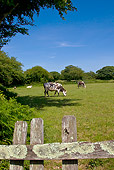 COW 02 KH0172 01
Normandy Cows Grazing In Pasture Normandy