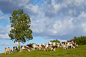 COW 02 KH0173 01
Normandy Cows Grazing In Pasture Normandy