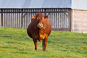 COW 02 KH0174 01
Limousin Cow Standing In Front Of Barn Normandy