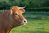 COW 02 KH0175 01
Head Shot Of Limousin Cow In Pasture Normandy