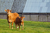 COW 02 KH0176 01
Limousin Cow And Calf Standing In Front Of Barn Normandy