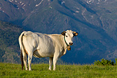 COW 02 KH0177 01
Gascon Cow Standing In Summer Pasture By Mountains In Pyrenees, France
