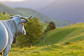 COW 02 KH0178 01
Gascon Cow Looking Toward Mountains In Pyrenees, France
